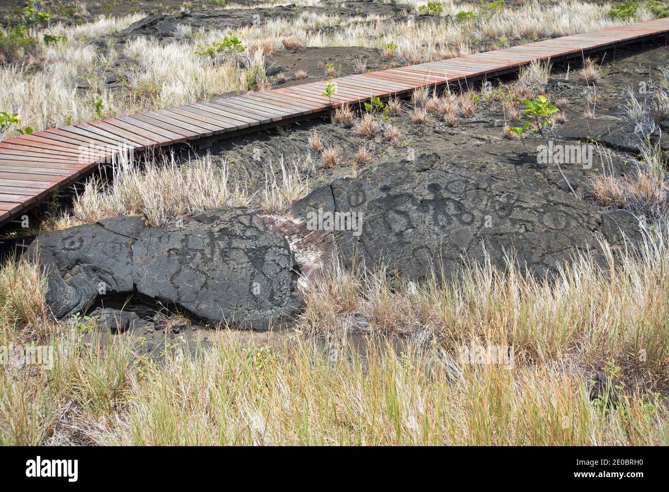 PU`U Loa Petroglyphen. Volcans National Park, Big Island Hawaii Stockfoto